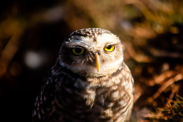 great owl