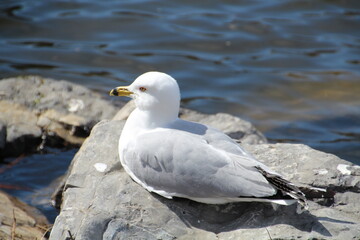 Gull Standing On The Stone, William Hawrelak Park, Edmonton, Alberta