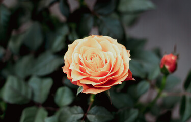 Single orange rose with bud in summer garden