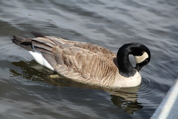 goose swimming