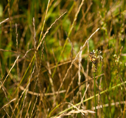 Honey bee sitting on a flower