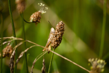 Grasshopper sitting on a dead flower