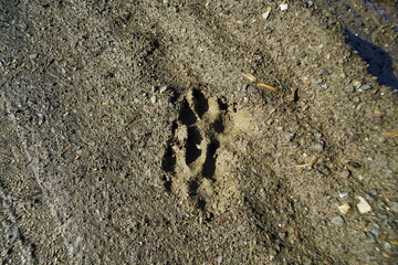 Wolf Spur, Abdrücke im Schlamm von ineinandergreifenden Fußabdrücken eines Hundes oder eines...