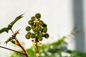 Twigg with chestnut.