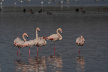 Greater Flamingo (Phoenicopterus roseus) feeding in groups in the lake