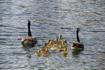 family of geese swimming, William Hawrelak Park, Edmonton, Alberta
