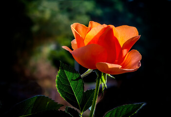 Single bud of red rose flower on dark blurred background