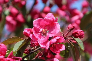 Flowering Apple Tree, William Hawrelak Park, Edmonton, Alberta