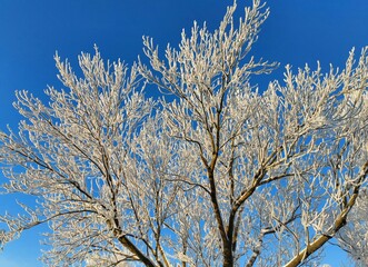 Schneebedeckter Baum