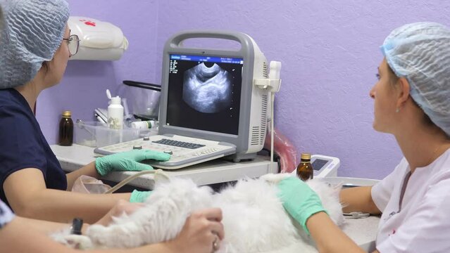 Medical scan. A domestic cat undergoes ultrasound diagnostics at a veterinary clinic.The veterinarian does an ultrasound of a beautiful white cat.A veterinarian examines a cat in a veterinary clinic