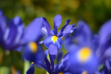 Zelfklevend Fotobehang Blue magic iris flower. © oraziopuccio