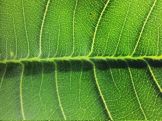 Obraz premium Close up of a mango jasmine or Frangipani (Plumeria rubra) leaf, being lit by the sun, full screen.