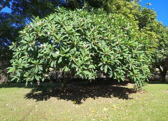 Mango jasmine or Frangipani (Plumeria rubra) tree being lit by the sun in a garden in Brazil.