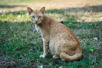 カメラ目線のノラ猫