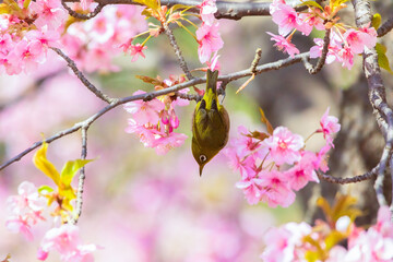 Japanese White-eye and Cerasus lannesiana Carriere at Shibuya, Tokyo, Japan