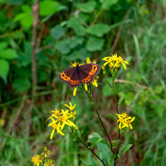 Arran brown butterfly with spread wings on  a plant with yellow blossoms