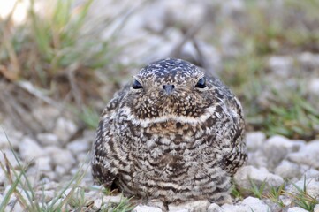 A close up of an Antillean nighthawk sitting on the ground 