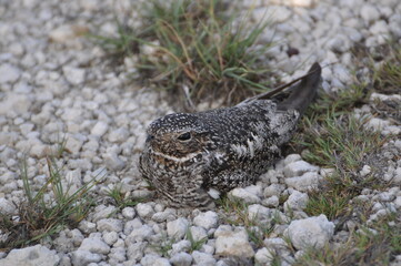 An Antillean nighthawk sitting in gravel  