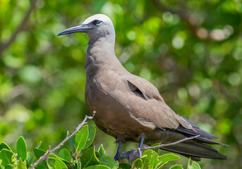 A brown Noddy close up in the Dry Tortugas National Park 