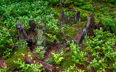 rotten  wood and moss between blueberry shrubs on forest soil