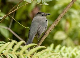 A gray catbird sits on a branch secretively 