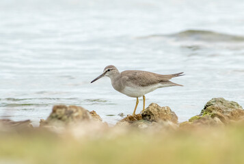 A rare bird for Florida, A gray-tailed Tattler is normally found on the pacific coast of Russia and Asia. 