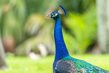 Obraz premium A beautiful peacock on the grounds of Crandon Park in Key Biscayne Florida. 