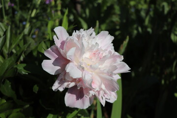 Paeonia lactiflora : Pivoine de Chine