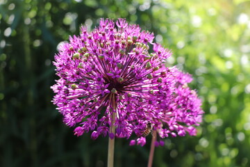 Allium giganteum : Ail géant de l'Himalaya