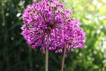 Abeille dans un Allium giganteum : Ail géant de l'Himalaya