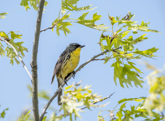 A kirtland's warbler sits in the top of a tree calling out for a mate on a crisp May morning in Michigan. 