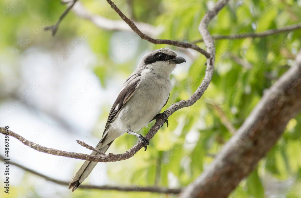 Wall mural a loggerhead shrike sitting in a tree watching for lizards and grasshoppers on the ground.