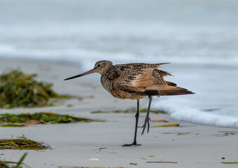 A marbled godwit standing on one foot at the shore-break on the Gulf coast beaches of Florida. 