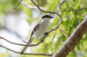 A Loggerhead shrike sitting in a tree watching for lizards and grasshoppers on the ground. 