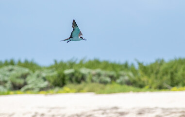 A sooty tern flying over a deserted island in the Dry Tortugas National Park 