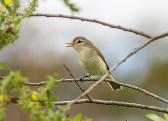 Obraz premium A warbling vireo sits on a twig singing in the cold crisp air during migration season. 