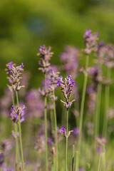 fresh lavender in the garden