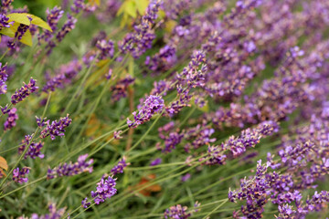 fresh lavender in the garden