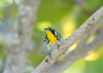 A yellow-throated warbler prepares to fly to the next branch on its never-ending hunt for bugs. 