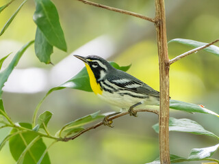 A yellow-throated warbler sits on a twig looking for bugs and insects. 