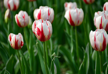 red and white tulips on green grass