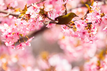 Japanese White-eye and Cerasus lannesiana Carriere at Shibuya, Tokyo, Japan