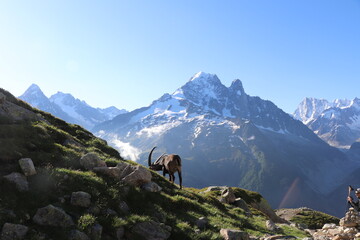Fototapeta na wymiar Bouquetin devant Paysage de l'Aiguille verte et de l'Aiguille du Dru ; Capra ibex