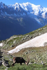 Bouquetin des Alpes devant le Mont Blanc ; Capra ibex