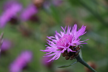 Centaurea jacea; La Centaurée jacée, appelée aussi tête de moineau, fleur de galant, herbe d'amour, bleuet rose ou ambrette 