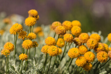 Chamaecyparissus santolina also known as yellow lavender blossoms in the summer garden.