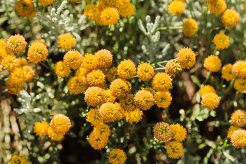 Chamaecyparissus santolina also known as yellow lavender blossoms in the summer garden.