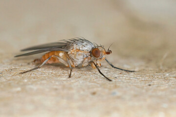 Closeup on a small fly , Tephrochlamys rufiventris, sitting on a piece of cardboard