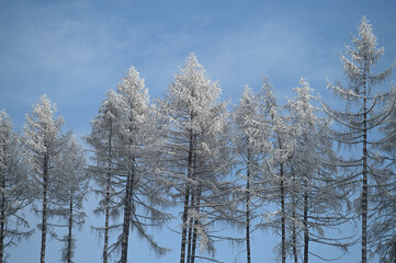 winterspaziergang tannen fichten schneebedeckt blauer himmel