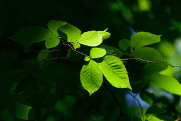 Golden Leaf